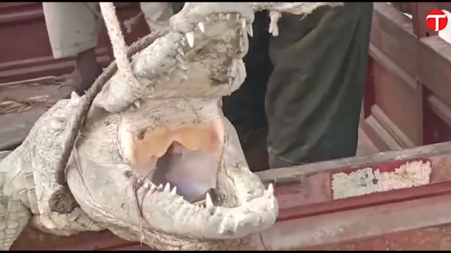 the residents of mureed khan marri village claimed that the crocodile had attacked a goat in their village screengrab the residents of mureed khan marri village claimed that the crocodile had attacked a goat in their village screengrab