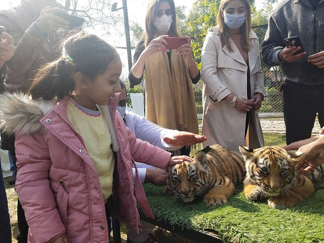 celebrity status visitors thronged the jungle world to attend the public viewing of the cubs at the ayub national park photo express