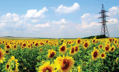 sunflower crop cultivation to begin next month