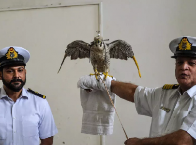 customs foils attempt to smuggle endangered falcons worth millions