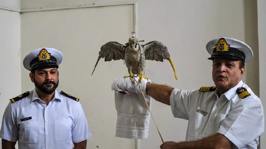 customs officials seized 75 falcons and a houbara bustard at locations around karachi photo afp