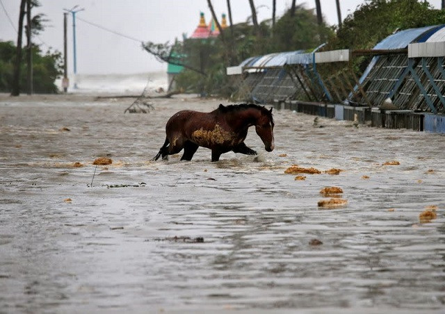 a horse crosses a water logged road after rains ahead of cyclone yaas at digha photo reuters