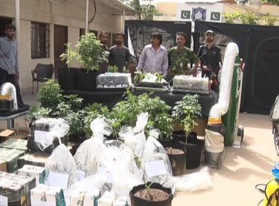 officials weed out marijuana factory at dha home