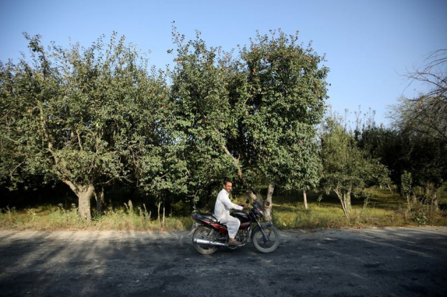a man rides a bike past an apple orchard in sopore north kashmir september 13 2019 picture taken september 13 2019 reuters