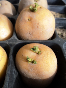 potatoes   my first love potatoes   my first love