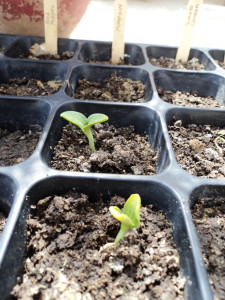 prepare your garden for winter blooms prepare your garden for winter blooms