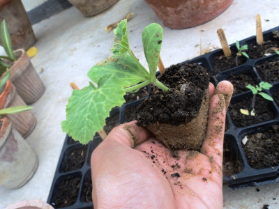 a night out with plants a night out with plants