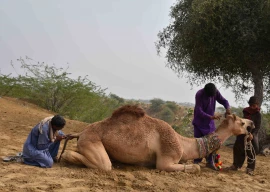 the michelangelo of camel fur