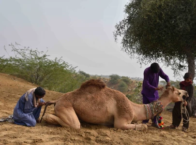 the michelangelo of camel fur the michelangelo of camel fur