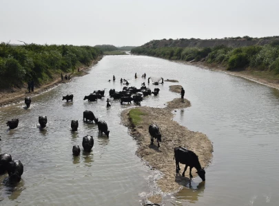 hakra river comes back to life hakra river comes back to life