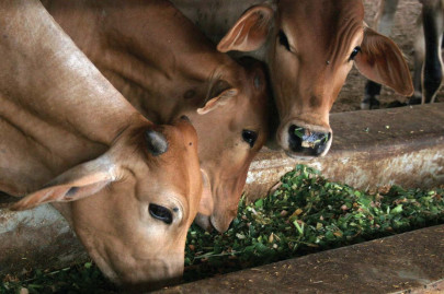 dairy village meat processing zone to be developed in bhambore