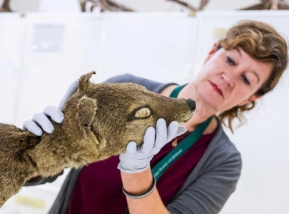 rna recovered from extinct animal in world first rna recovered from extinct animal in world first