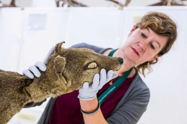 rna recovered from extinct animal in world first rna recovered from extinct animal in world first