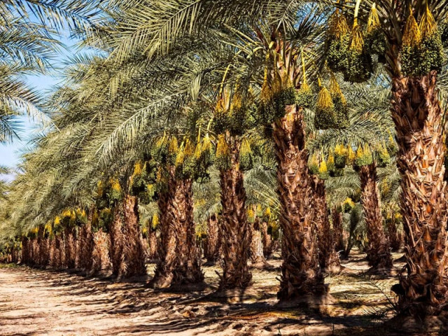 climate resilient date varieties developed for desert arid regions