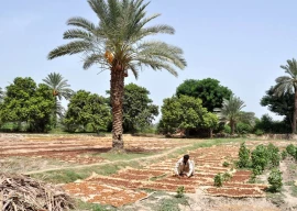 farmers urge govt to cultivate organic dates in nara desert