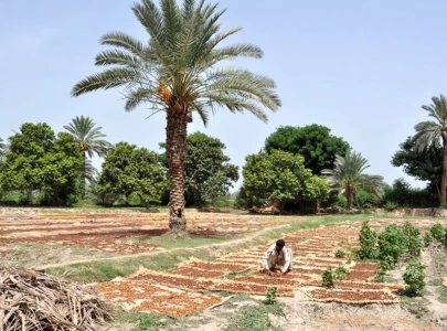 farmers urge govt to cultivate organic dates in nara desert farmers urge govt to cultivate organic dates in nara desert