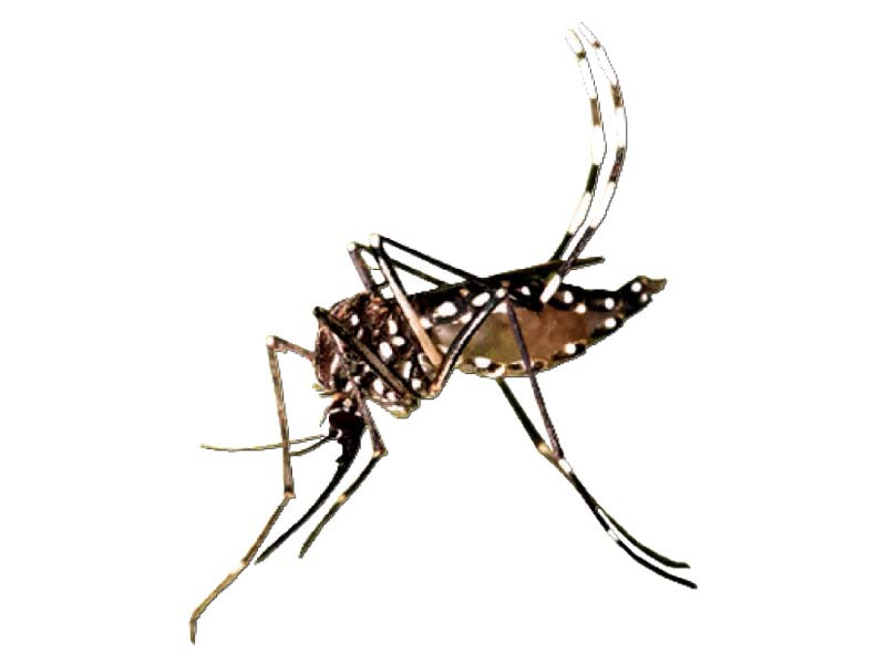 Dengue infects thousands this month - Vimarsana News