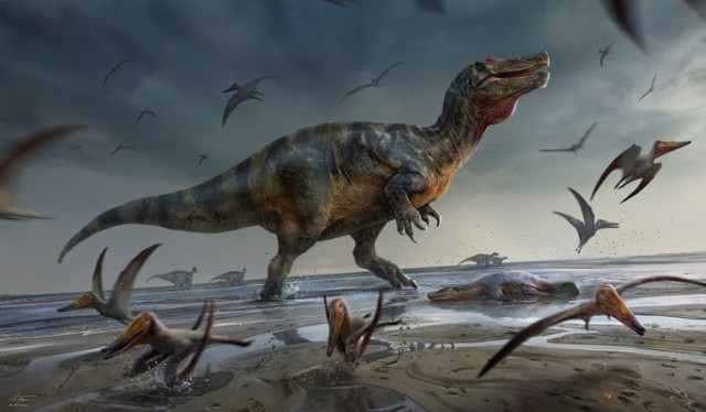 artist s illustration shows a large meat eating dinosaur dubbed the white rock spinosaurid whose remains dating from about 125 million years ago during the cretaceous period were unearthed on england s isle of wight standing on a beach surrounded by flying reptiles called pterosaurs photo reuters artist s illustration shows a large meat eating dinosaur dubbed the white rock spinosaurid whose remains dating from about 125 million years ago during the cretaceous period were unearthed on england s isle of wight standing on a beach surrounded by flying reptiles called pterosaurs photo reuters