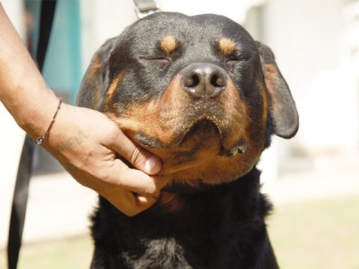 rottweiler club of pakistan maligned breed comes out to prove the dog days are gone