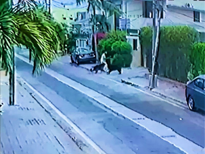 court reserves verdict on bail plea in dog attack case court reserves verdict on bail plea in dog attack case