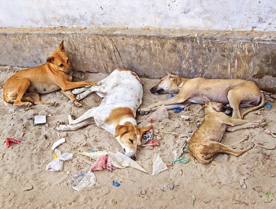 12 pooches join sindh s police force 12 pooches join sindh s police force