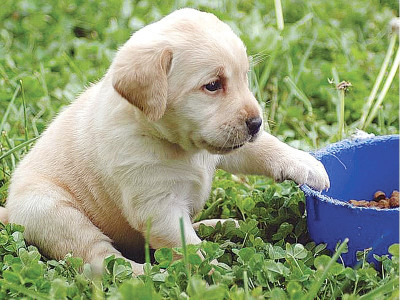 islamabad s top dogs islamabad s top dogs