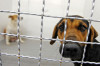six injured in stray dog attacks six injured in stray dog attacks