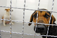 six injured in stray dog attacks
