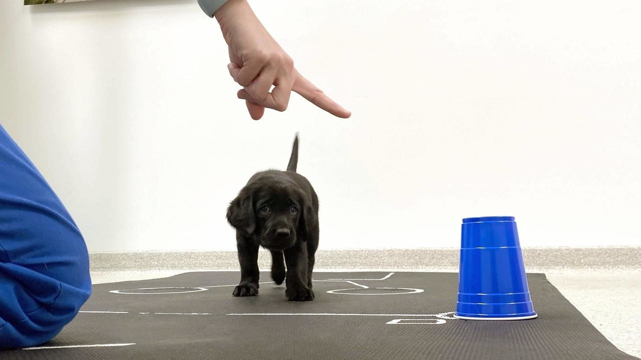 puppy pointers an image from canine companions shows an eight week old black retriever puppy following a person pointing part of a new study which shows genetics play a role in dogs interactions with people photo afp