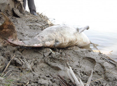 wildlife minister blames fishermen using toxic chemical for dolphin deaths