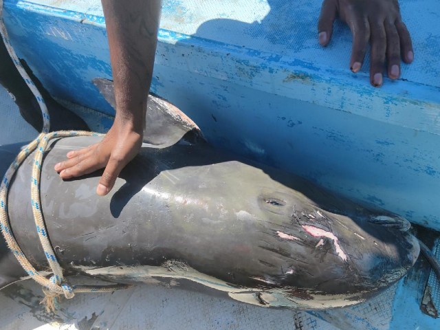 a dead dolphin is seen on a boat as it is brought to the marine fish farm of mahebourg mauritius august 28 2020 photo reuters