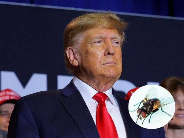 donald trump compares himself to a fly during rally speech in juneau donald trump compares himself to a fly during rally speech in juneau