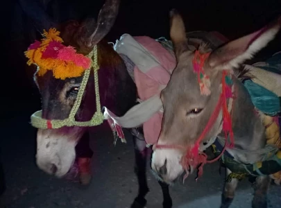 six donkeys taken into custody for smuggling timber
