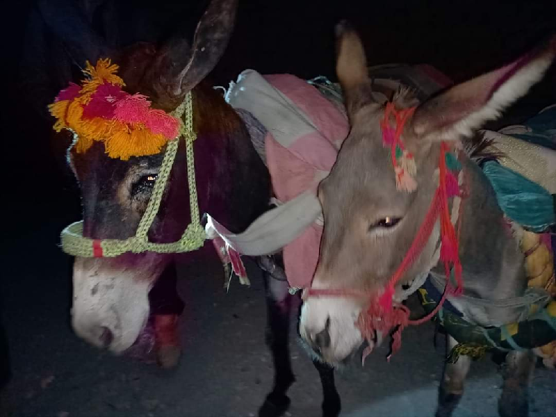 Photo of Six donkeys taken into custody for ‘smuggling timber’
