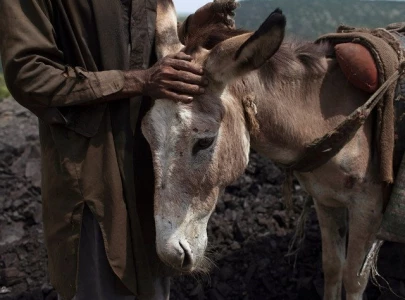mine working donkeys subjected to inhumane treatment