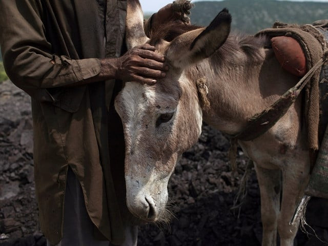 use of donkey hides for cosmetic creams causes prices of donkeys to soar in pakistan use of donkey hides for cosmetic creams causes prices of donkeys to soar in pakistan