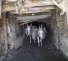 donkeys mauled to death by landlord s dogs