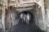 donkeys mauled to death by landlord s dogs