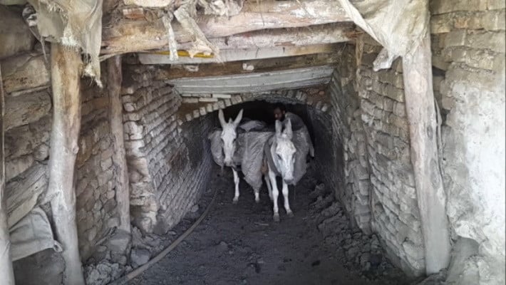 Donkeys mauled to death by landlord's dogs