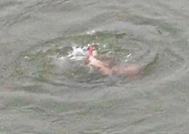 woman jumps into drain goes missing woman jumps into drain goes missing