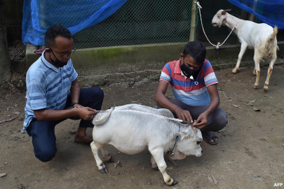 dwarf cow gunning for title of world s smallest dies in bangladesh