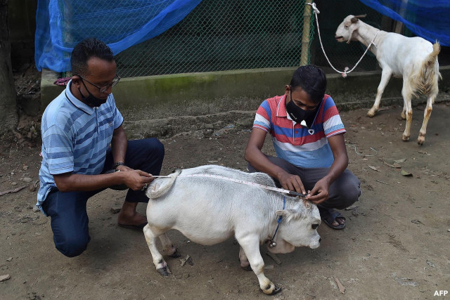 dwarf cow gunning for title of world s smallest dies in bangladesh dwarf cow gunning for title of world s smallest dies in bangladesh