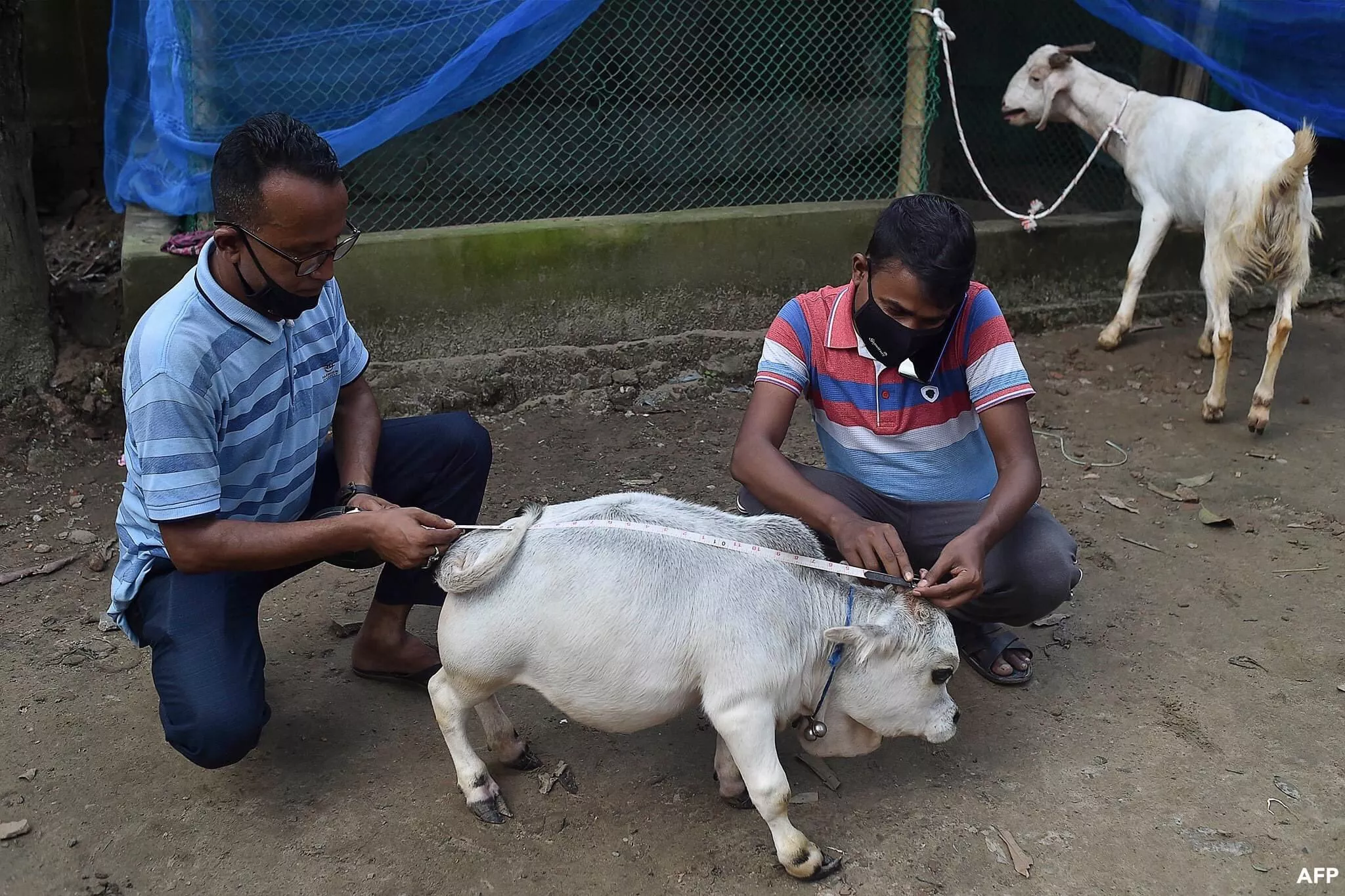 dwarf cow gunning for title of world s smallest dies in bangladesh dwarf cow gunning for title of world s smallest dies in bangladesh