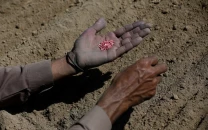 govt to distribute 400k vegetable seed packs govt to distribute 400k vegetable seed packs