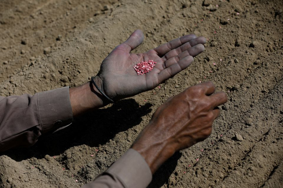 a farmer holds hybrid red chili pepper seeds on his palm as he plants saplings in kunri umerkot pakistan march 18 2022 devastating floods across pakistan in august and september after several years of high temperatures have left chilli farmers struggling in a country heavily dependent on agriculture where officials have estimated 40 billion of flood damages when i was a child the heat was never so intense we used to have a plentiful crop now it has become so hot and the rains are so scarce that our yields have dwindled farmer leman raj 40 said reuters