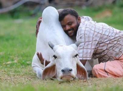 india to celebrate cow hug day on february 14 instead of valentine s day
