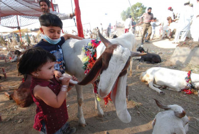 authorities struggle to clean up animal remains