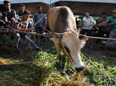 animal hide prices plummet to new lows