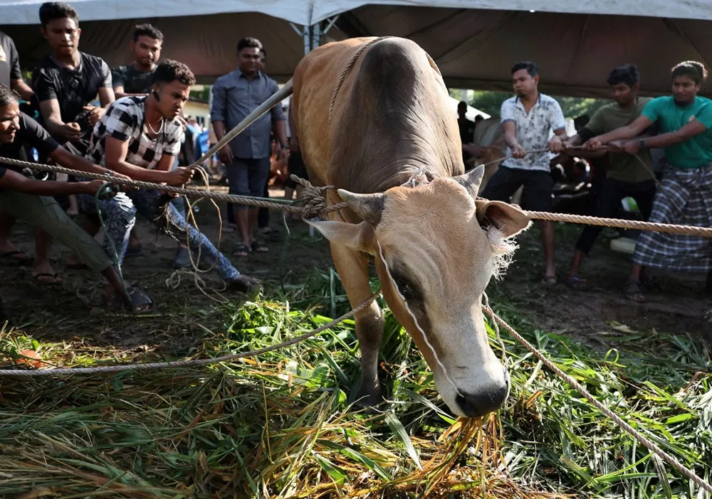 animal hide prices plummet to new lows