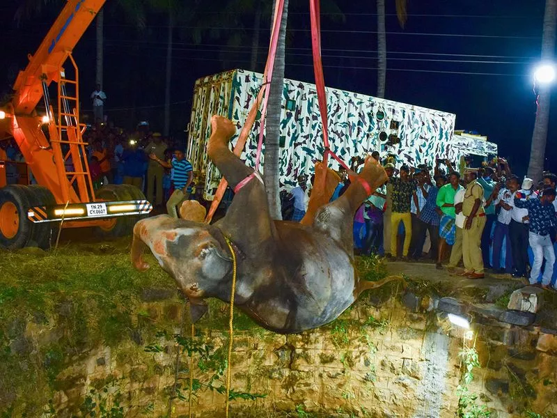 it was monitored by rangers for half an hour before being ushered back into the forest photo afp it was monitored by rangers for half an hour before being ushered back into the forest photo afp